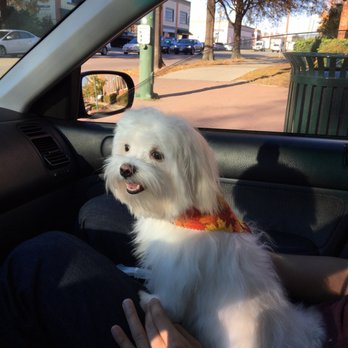 Groomingdale's - Pet Groomers Near Me - Norfolk, Virginia