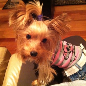 Marvellous Muttz - Mia - Pet Groomers Near Me - Calgary, Alberta Marvellous Muttz - Mia - Pet Groomers Near Me - Calgary, Alberta