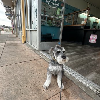 SF Dog Parlour - Picking him up at SF Dog Parlour - Pet Groomers Near Me - San Francisco, California SF Dog Parlour - Picking him up at SF Dog Parlour - Pet Groomers Near Me - San Francisco, California