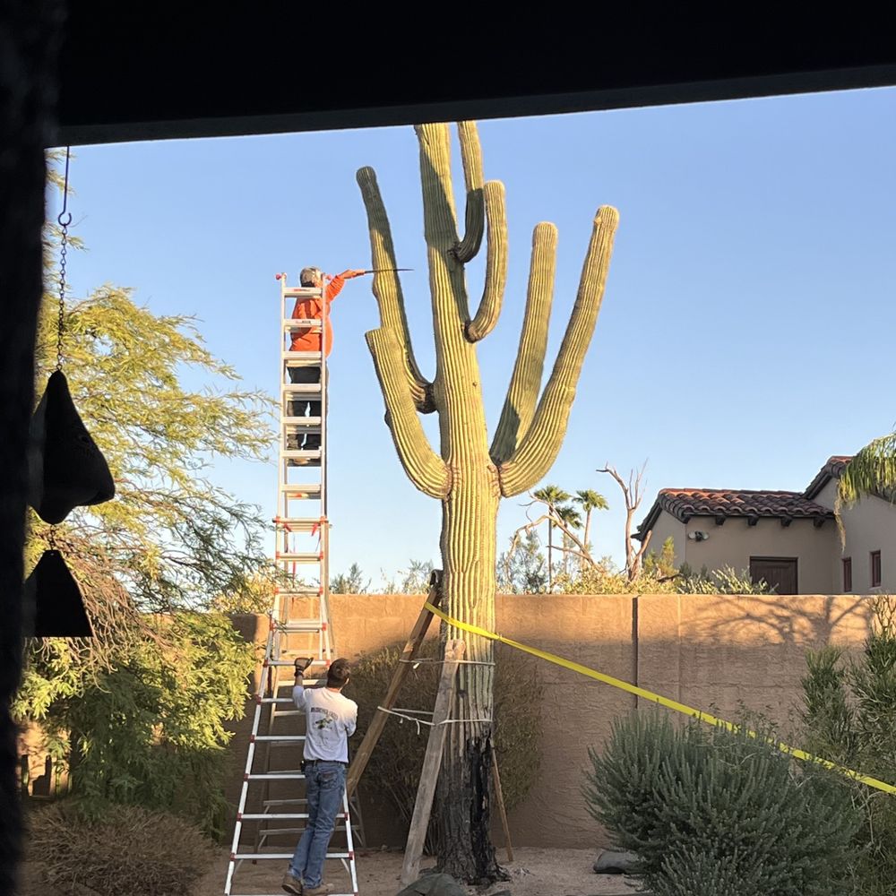Roadrunner Cactus - Landscaping Near Me