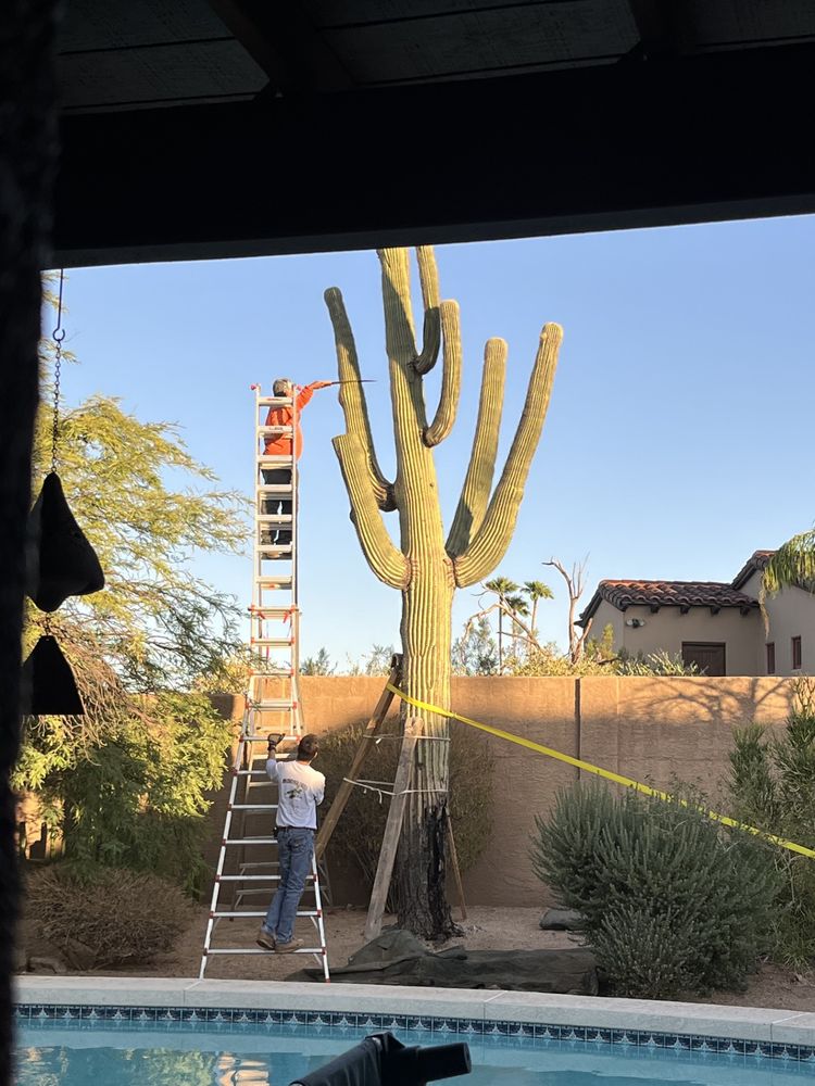 Roadrunner Cactus - Landscaping Near Me - Phoenix, Arizona Roadrunner Cactus - Landscaping Near Me - Phoenix, Arizona