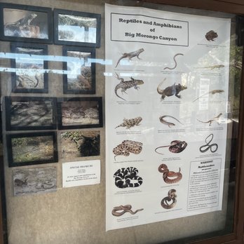 Big Morongo Canyon Preserve - Some of the animals you may encounter - Parks Near Me - Morongo Valley, California Big Morongo Canyon Preserve - Some of the animals you may encounter - Parks Near Me - Morongo Valley, California