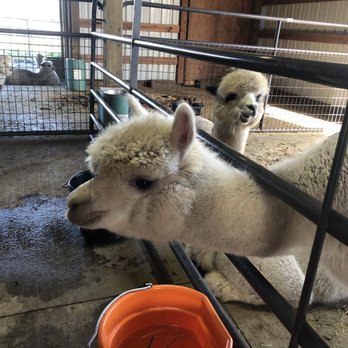Alpacas at Marquam Hill Ranch - Ranches Near Me - Molalla, Oregon Alpacas at Marquam Hill Ranch - Ranches Near Me - Molalla, Oregon