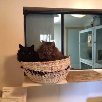 Bend Kitty Lodge - Pet Sitting Near Me - Bend, Oregon Bend Kitty Lodge - Pet Sitting Near Me - Bend, Oregon