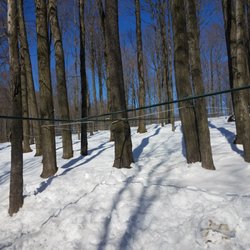 Maple Moon Farms - Tree Taps