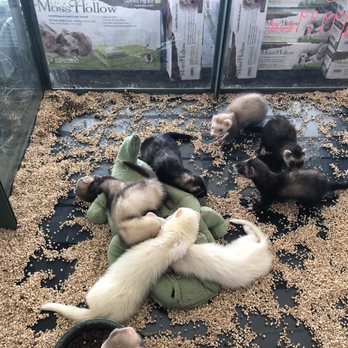 Petland Hoffman Estates - Ferrets were in absolute filth- couldn't even breathe when standing there - can't imagine what they were feeling - Pet Services Near Me - Hoffman Estates, Illinois Petland Hoffman Estates - Ferrets were in absolute filth- couldn't even breathe when standing there - can't imagine what they were feeling - Pet Services Near Me - Hoffman Estates, Illinois
