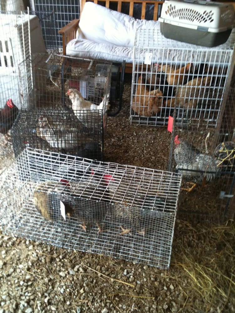 OWENSVILLE AUCTION COMPANY Updated September 2024 3635 Cuba St