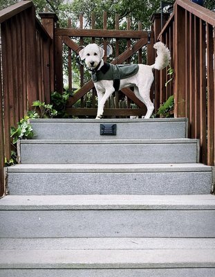 VCA Forestville Animal Hospital