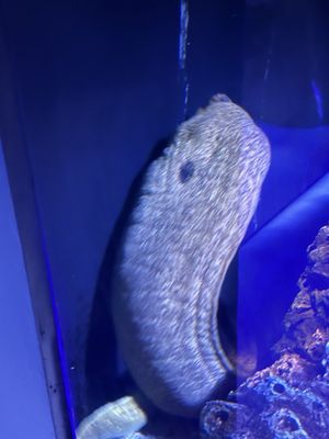 Mississippi Aquarium by null