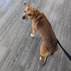 Ridgehill Animal Hospital