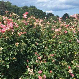 A visit to the Maplewood Rose Garden.