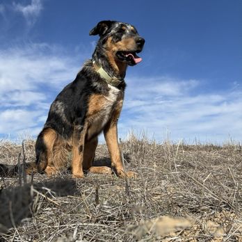 Doggie Do Good - Lucky is happier and so am I! - Pet Training Near Me - Arroyo Grande, California Doggie Do Good - Lucky is happier and so am I! - Pet Training Near Me - Arroyo Grande, California