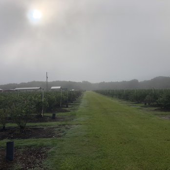 Lithia Berry Farms - Pick Your Own Farms Near Me - Lithia, Florida Lithia Berry Farms - Pick Your Own Farms Near Me - Lithia, Florida