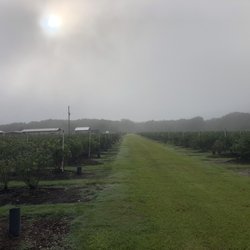 Lithia Berry Farms
