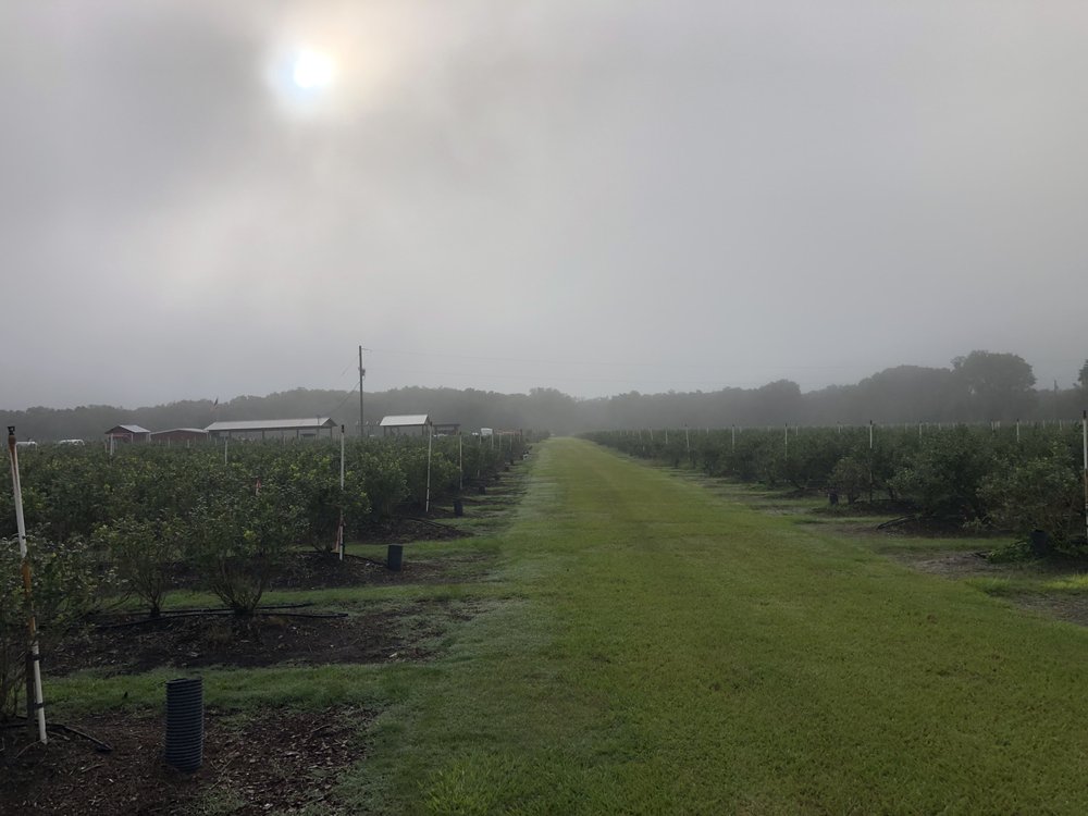 LITHIA BERRY FARMS Updated June 2024 17928 Bill Taylor Rd, Lithia