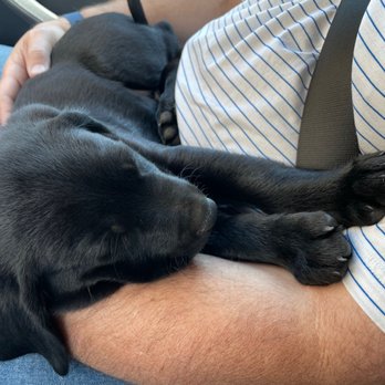 Center For Veterinary Care - Duke at 8 weeks - Veterinarians Near Me - Millbrook, New York Center For Veterinary Care - Duke at 8 weeks - Veterinarians Near Me - Millbrook, New York