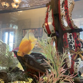 Brosy Family Dentistry - Fish tank in the waiting room! - General Dentistry Near Me - Reno, Nevada Brosy Family Dentistry - Fish tank in the waiting room! - General Dentistry Near Me - Reno, Nevada