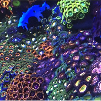 Aquarium specialist - Aquarium Services Near Me