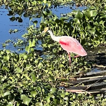 Blue Cypress Conservation Area - Roseate Spoonbill - Local Flavor Near Me - Vero Beach, Florida