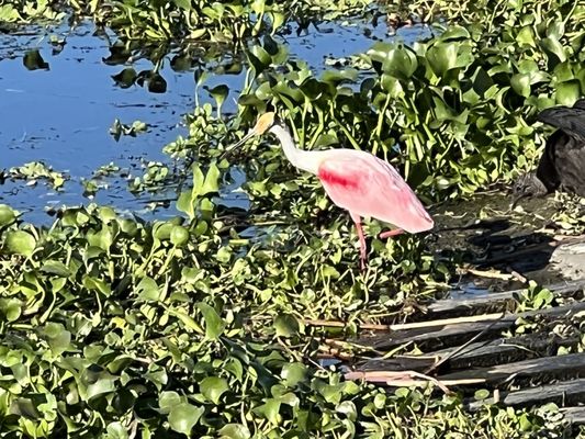 BLUE CYPRESS CONSERVATION AREA - 35 Photos - Sr 60 And Co Rd 512, Vero ...