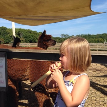 Island Alpaca - Using my wooden flute at the alpaca farm. - Knitting Supplies Near Me - Oak Bluffs, Massachusetts