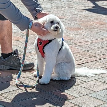 Suds 'N Scissors - Is this my dog? She's so fluffy and pretty! - Pet Stores Near Me - Carmel, California