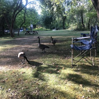 Action Whitewater Adventures - A gander of Canada geese walking through the campsite & coming to say hi. - Rafting/Kayaking Near Me - Lotus, California