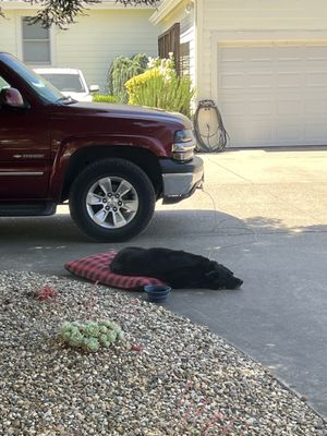 Benessere Vineyards by null