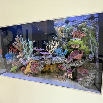 The Happy Fish - 400 gallon saltwater aquarium with reef insert decoration - Aquarium Services Near Me - Chandler, Arizona The Happy Fish - 400 gallon saltwater aquarium with reef insert decoration - Aquarium Services Near Me - Chandler, Arizona