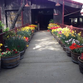 Ironstone Vineyards - there is a flower festival here next weekend, but the flowers were certainly abundant this weekend! - Wineries Near Me - Murphys, California