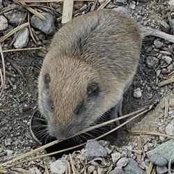 Sugar Pine Point Campground - July 14, 2025 - We stopped on the trail for a water break. This little guy popped out to say hello.