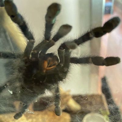 Santa Fe Reptile and Bug Museum by null