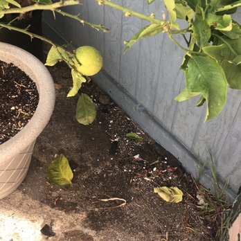 Bee Best Bee Removal - Broke off leaves - Pest Control Near Me - La Mesa, California