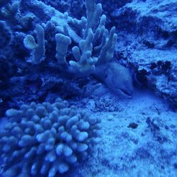 Eel