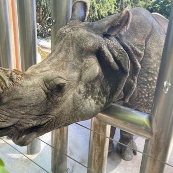 Zoo Miami - The Rhino Experience is one where you can touch AND feed them - Zoos Near Me - Miami, Florida Zoo Miami - The Rhino Experience is one where you can touch AND feed them - Zoos Near Me - Miami, Florida