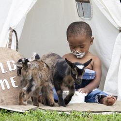 DK Photography - Book your Milestone Birthday Session with baby goats!!!!