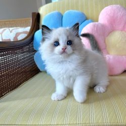 Ragdoll Kitten Cattery - Blue bicolor ragdoll kitten