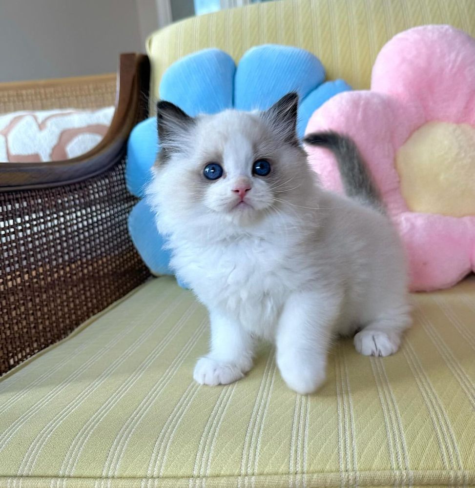 Ragdoll Kitten Cattery Image