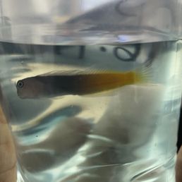 Young Bi-color Blenny Young Bi-color Blenny