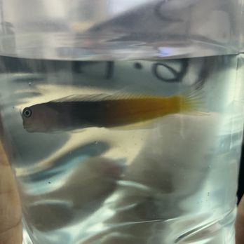 Pet Club - Young Bi-color Blenny - Pet Stores Near Me - Rancho Cordova, California Pet Club - Young Bi-color Blenny - Pet Stores Near Me - Rancho Cordova, California