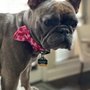 Photo of Scenthound Frisco East