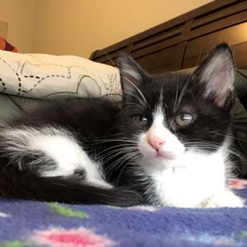 Austin Cat Sitters - Pet Sitting Near Me - Austin, Texas