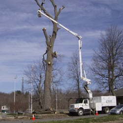 Corbo Tree & Landscaping Service