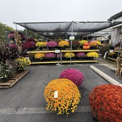 Southern States Purcellville - The best mums in the fall!