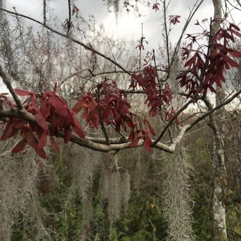 Oakland Nature Preserve - Parks Near Me - Oakland, Florida Oakland Nature Preserve - Parks Near Me - Oakland, Florida