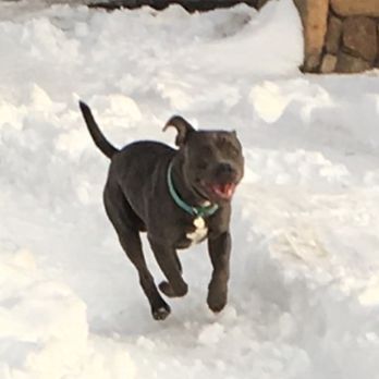 Alert K-9 Training Center - Raider enjoying the snow OFF LEASH : ) - Pet Training Near Me - Brentwood, California Alert K-9 Training Center - Raider enjoying the snow OFF LEASH : ) - Pet Training Near Me - Brentwood, California