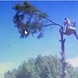 Tree Man