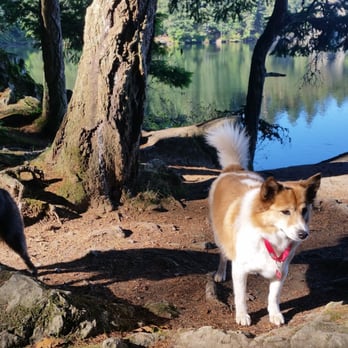 Bark Pet Care - Dog Walkers Near Me