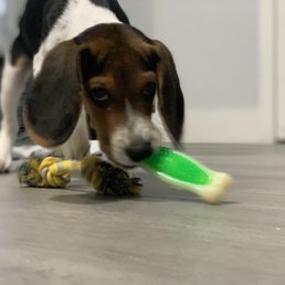 Simba after enjoying his day at Dog House Miami.