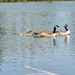 Chain Lakes Provincial Park - Canada geese